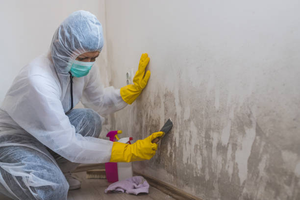 Best Kitchen Mold Remediation in Diand, MO