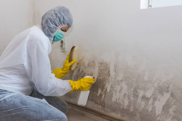 Best Industrial Mold Remediation in Diand, MO