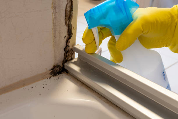 Best Basement Mold Remediation in Diand, MO