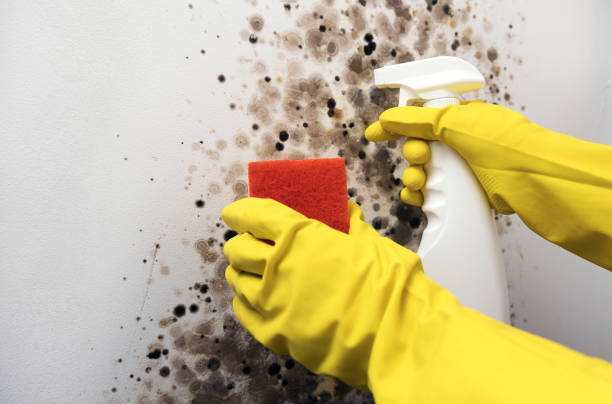Best Black Mold Remediation in Diand, MO