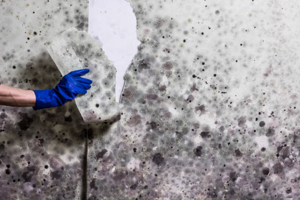 Best Attic Mold Remediation in Diand, MO