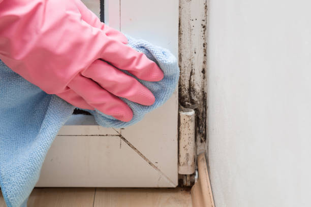 Best Preventive Mold Services in Diand, MO