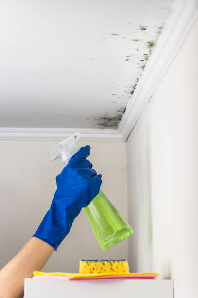 Best Attic Mold Remediation in Diand, MO